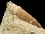 Bargain Fossil Plesiosaur Tooth In Matrix #44846-1